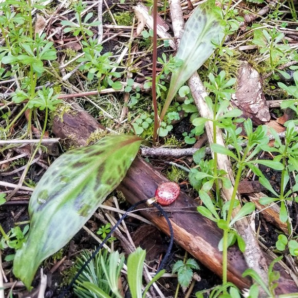 Meet your Posher, Amelia - Picture 1 of 1